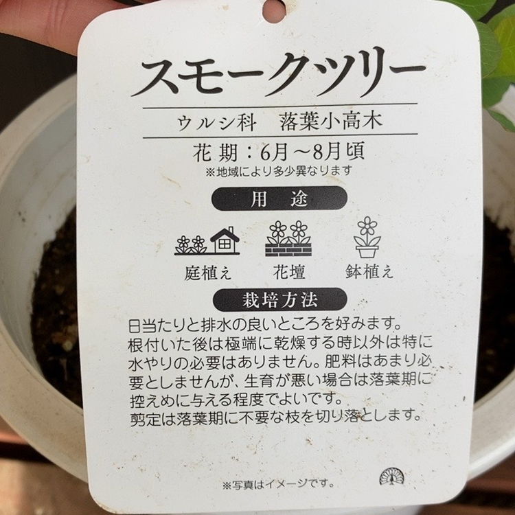 スモークツリー グリーンボール 6号｜花木04-PA | 花木・庭木,スモーク