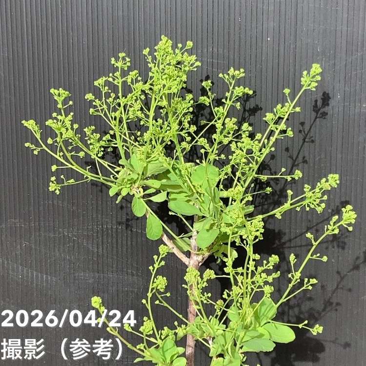 全4点 マロン グリーンボール シトロン グレース スモークツリー 苗 苗木 セール！スモークツリー 苗 シトロンシュシュ 苗木 雌株 ドライ