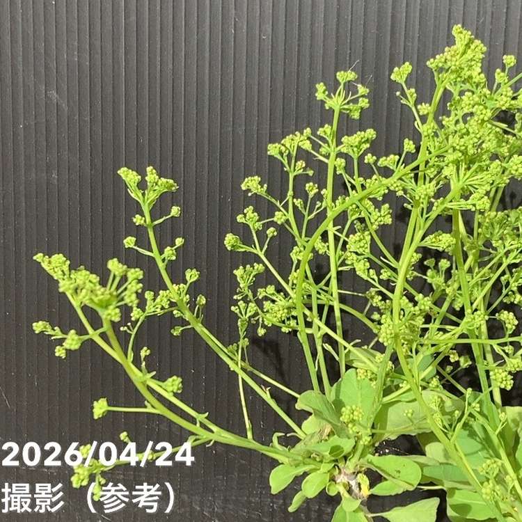 スモークツリー グリーンボール 6号｜花木04-PA | 花木・庭木,スモーク