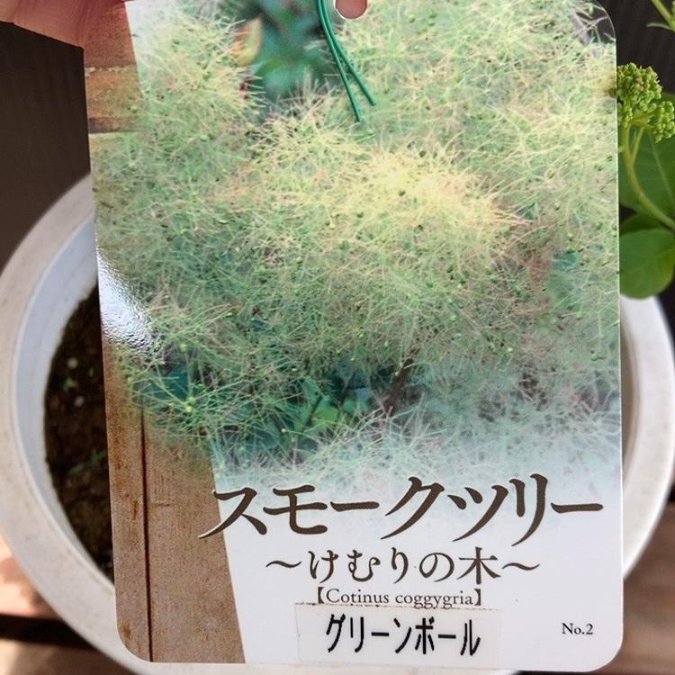 スモークツリー グリーンボール 6号｜花木04-PA | 花木・庭木,スモーク