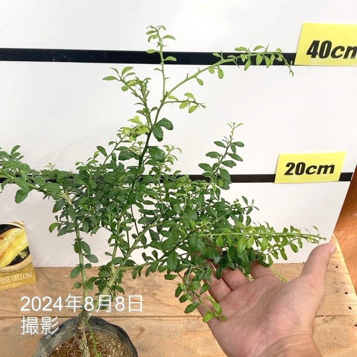 フィンガーライム 4.5号 サンシャインイエロー｜柑橘｜果樹10-TU