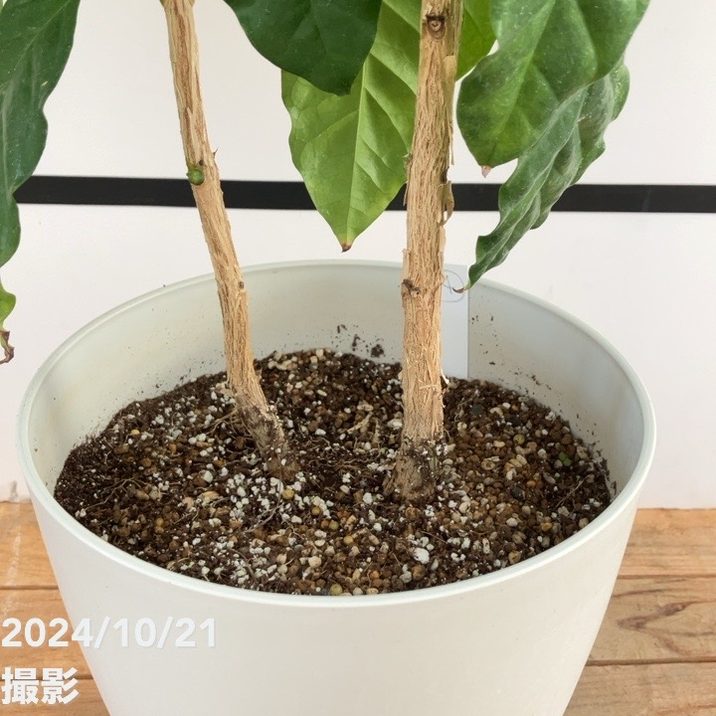 現品お届け】コーヒーの木 7号 白プラ鉢（14）｜観葉02-D2 | 観葉