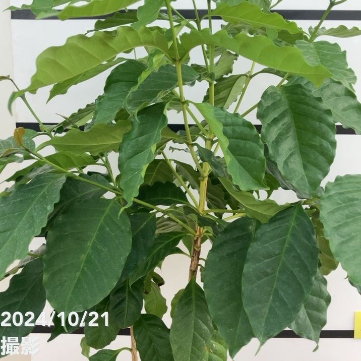 現品お届け】コーヒーの木 7号 白プラ鉢（14）｜観葉02-D2 | 観葉