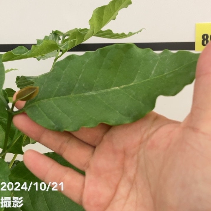 【現品お届け】コーヒーの木 7号 白プラ鉢(14)|観葉02-D2