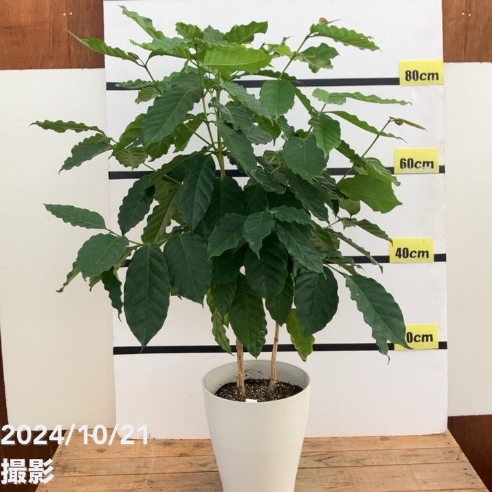 現品お届け】コーヒーの木 7号 白プラ鉢（14）｜観葉02-D2 | 観葉