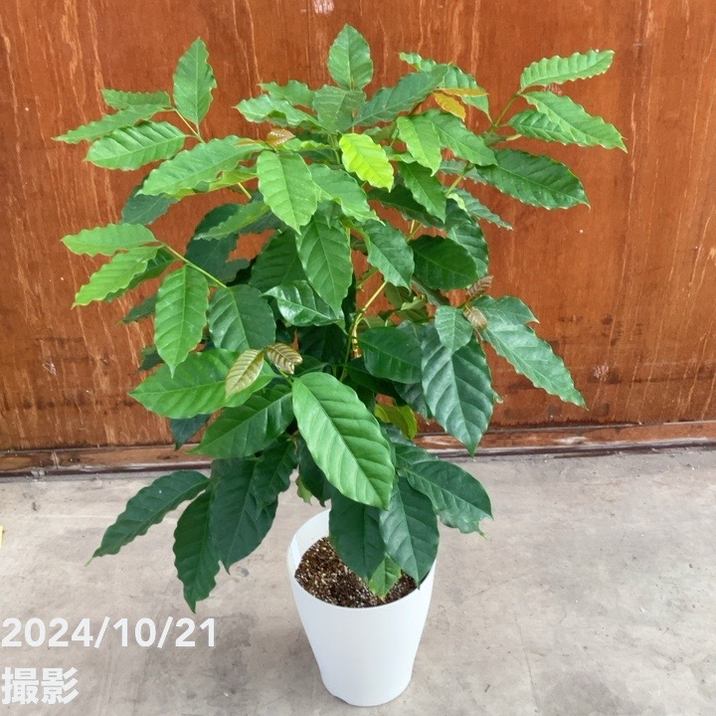 マロニエラポ　カット苗 セダム モコランド シルバーチェリー 苗 販売 苗木部 By 花ひろば