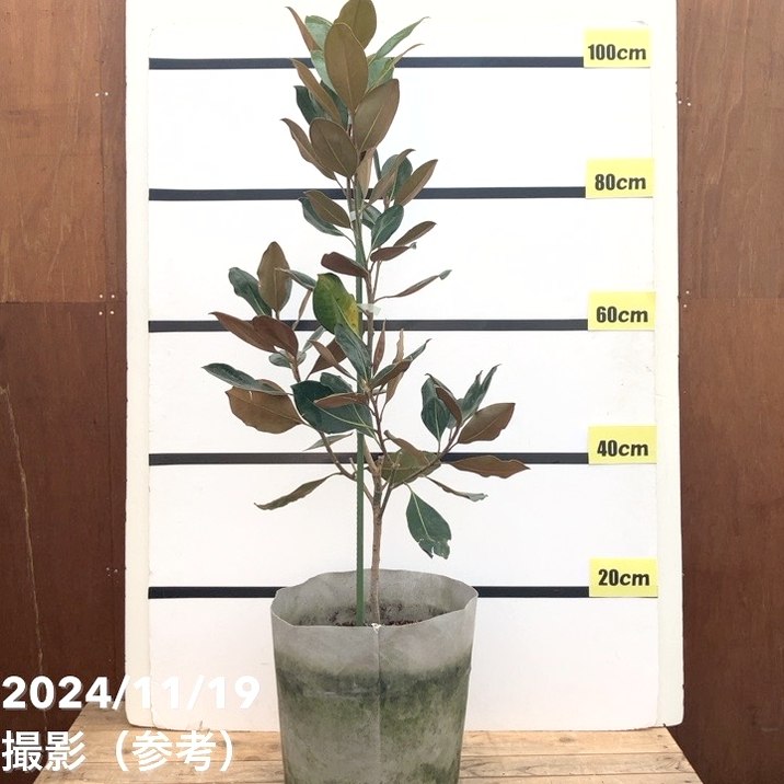 現品お届け】タイサンボク リトルジェム 8号ルートポット｜花木10-TU