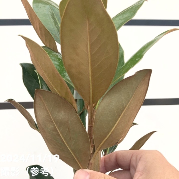 potさん確認用　タイサンボク　リトルジェム 現品お届け】タイサンボク リトルジェム 8号ルートポット｜花木10-TU