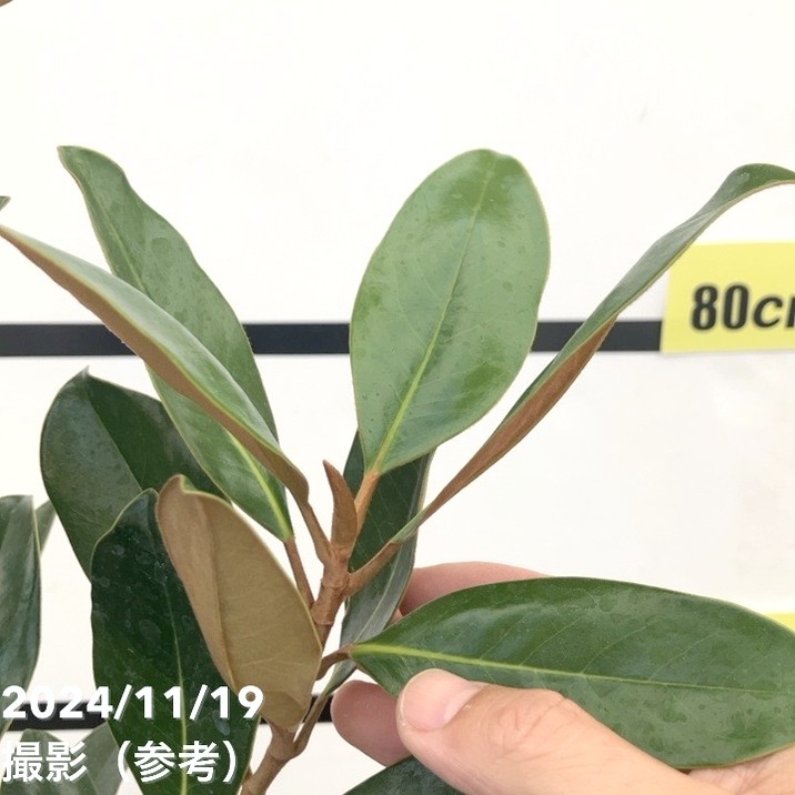 現品お届け】タイサンボク リトルジェム 8号ルートポット｜花木10-TU