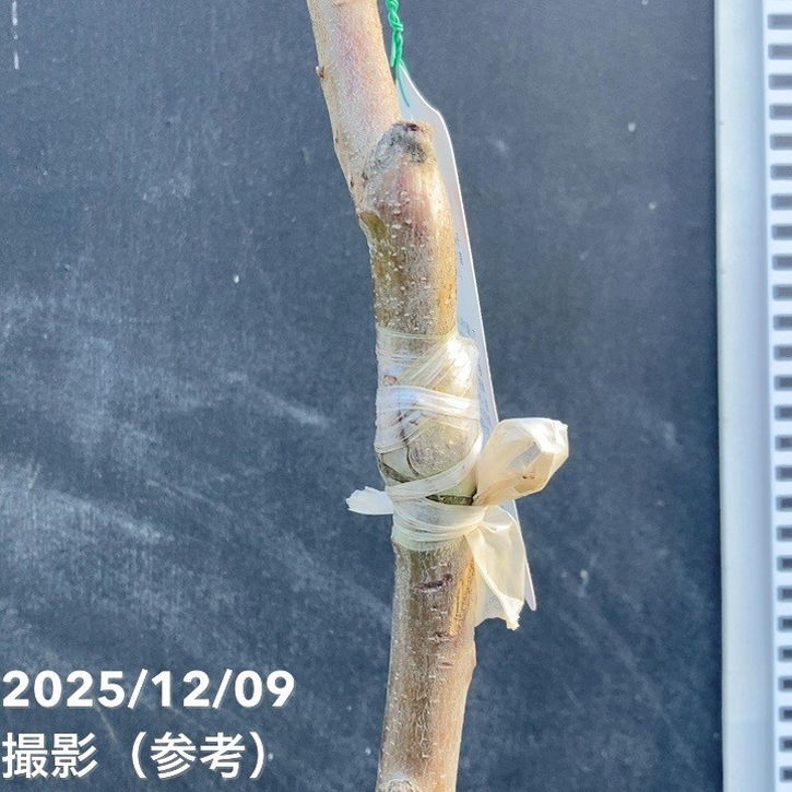 栗 利平 りへい 4号ロングポット｜果樹04-PA | 果樹,ナッツ類 | 赤塚