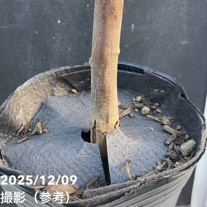 栗 利平 りへい 4号ロングポット｜果樹04-PA | 果樹,ナッツ類 | 赤塚