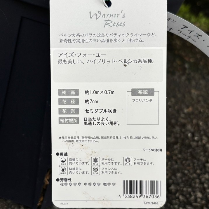 バラ大苗 アイズ・フォー・ユー 7号ロングスリット鉢 ワーナーズ