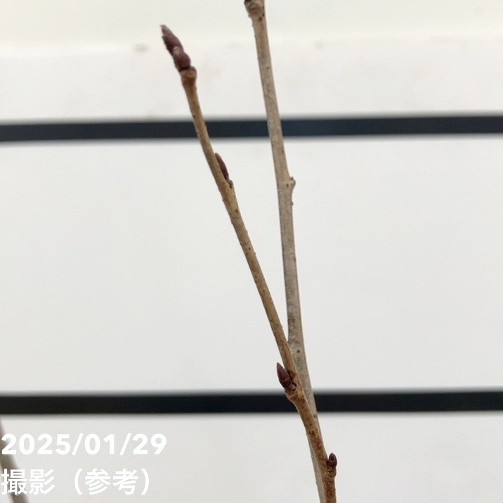 サクラ ソメイヨシノ 染井吉野桜 4号ロングポット 1年生苗｜花木10-TU