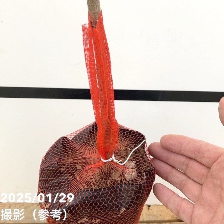 サクラ ソメイヨシノ 染井吉野桜 4号ロングポット 1年生苗｜花木10-TU