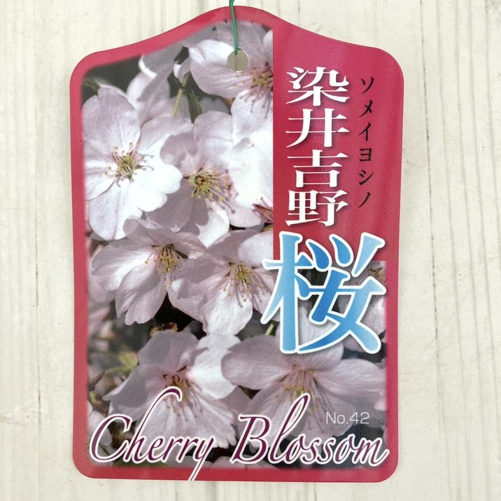 サクラ ソメイヨシノ 染井吉野桜 4号ロングポット 1年生苗｜花木10-TU