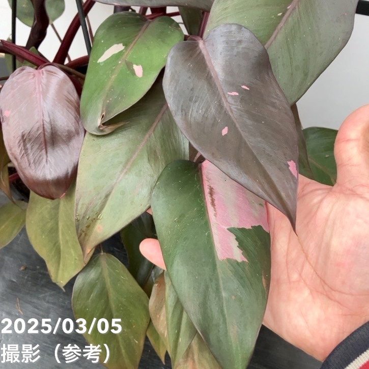 フィロデンドロン ピンクプリンセス 7号吊り鉢｜観葉10-TU | 観葉