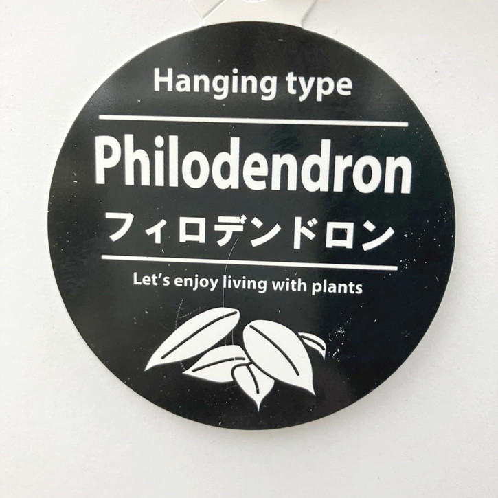フィロデンドロン ピンクプリンセス 7号吊り鉢｜観葉10-TU | 観葉