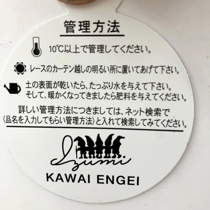 フィロデンドロン ピンクプリンセス 7号吊り鉢｜観葉10-TU | 観葉