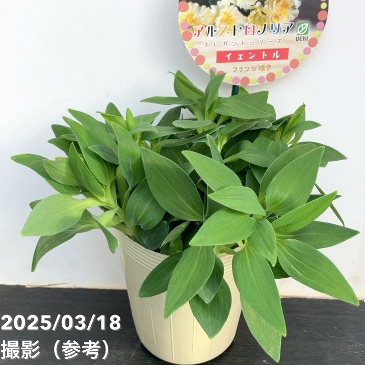 アルストロメリア イェントル 3.5号｜草花10-TU | 草花,[多年草