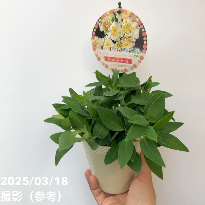 かお‼︎ アルストロメリア　15苗 かお様専用‼︎ アルストロメリア 15苗 - メルカリ