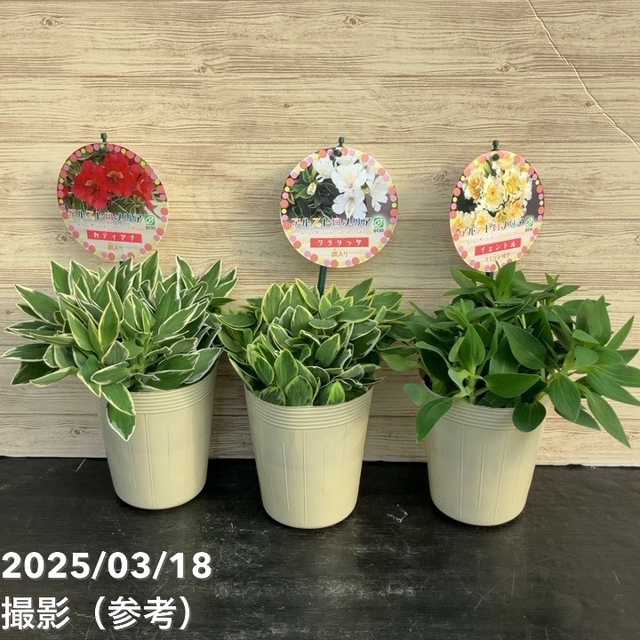 アルストロメリア イェントル 3.5号｜草花10-TU | 草花,[多年草