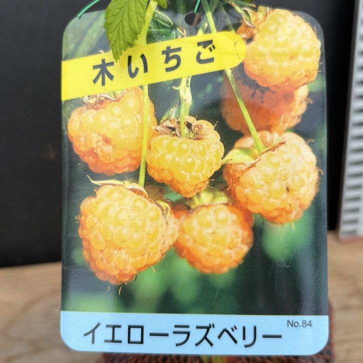 ラズベリー イエローラズベリー 4号｜果樹04-PA | 果樹,ラズベリー