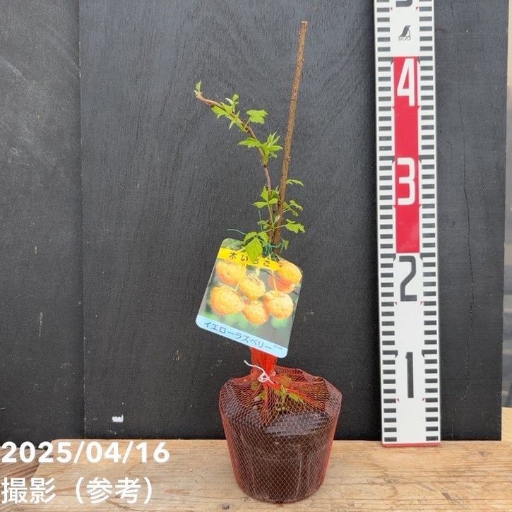 ラズベリー イエローラズベリー 4号｜果樹04-PA | 果樹,ラズベリー