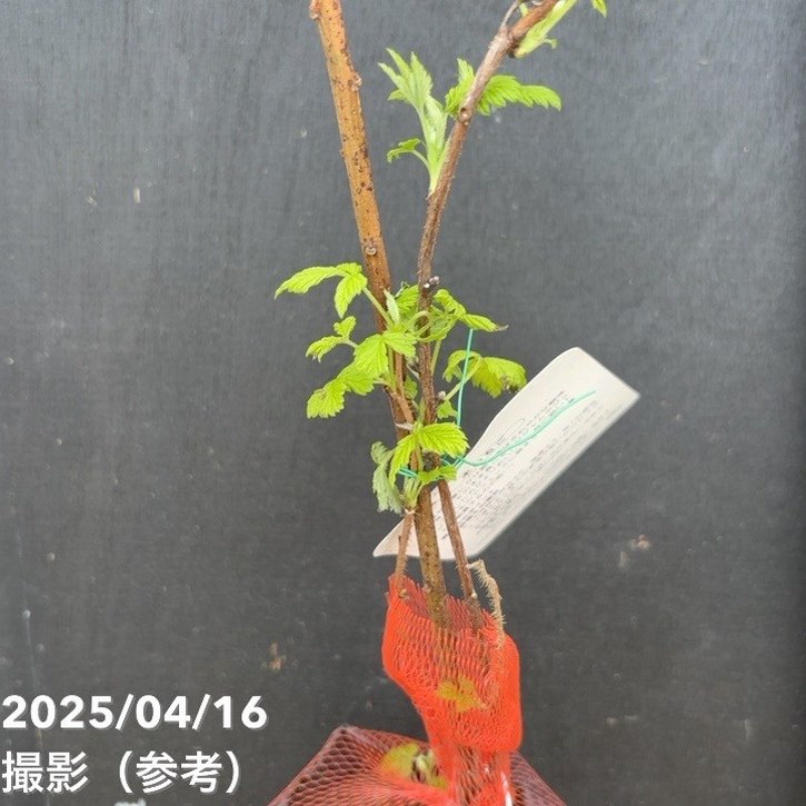 ラズベリー様 ピロリ菌未感染胃がん 腺窩上皮型腫瘍 raspberry polyp | まつおか内視