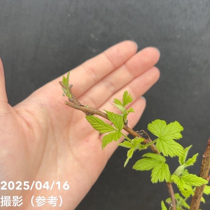 ラズベリー イエローラズベリー 4号｜果樹04-PA | 果樹,ラズベリー