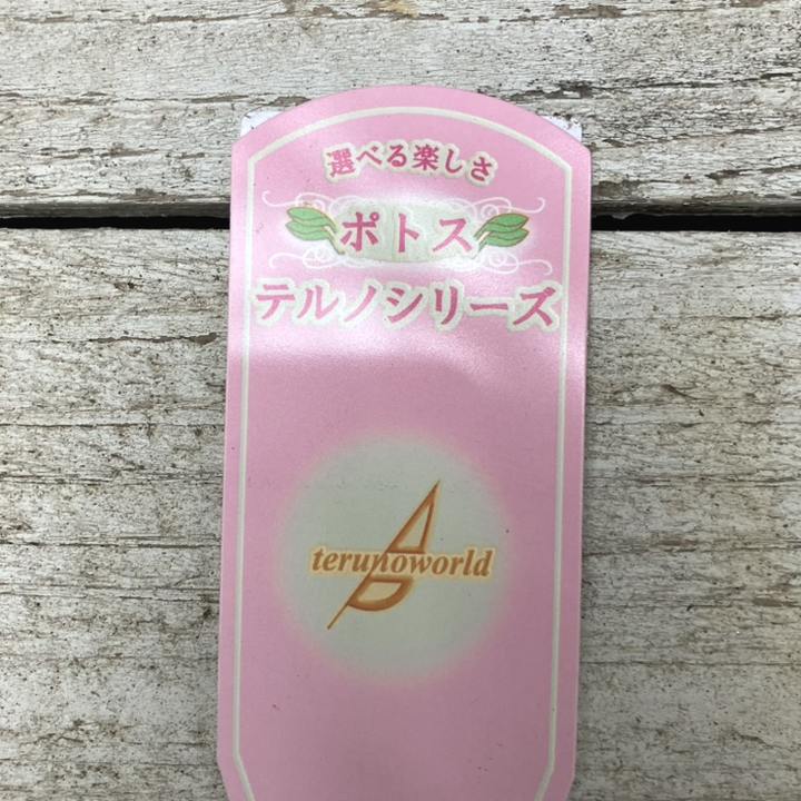 ① ポトス　テルノグレース　現品 ポトス テルノグレース | GREEN LUCK