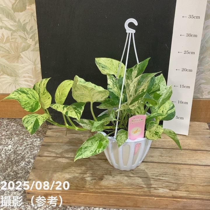 ☘観葉植物☘ポトス テルノグレース④（エピプレナム フィロデンドロン ） ポトス テルノグレース | GREEN LUCK