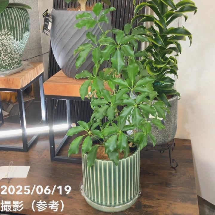 現品お届け】赤塚オリジナルインテリアグリーン シェフレラ グラン