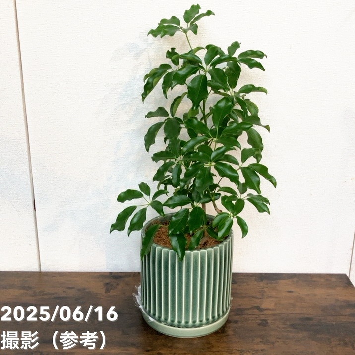 シェフレラ　グランディー 現品お届け】赤塚オリジナルインテリアグリーン シェフレラ グラン