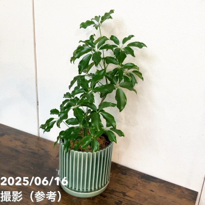 シェフレラ　グランディー 現品お届け】赤塚オリジナルインテリアグリーン シェフレラ グラン