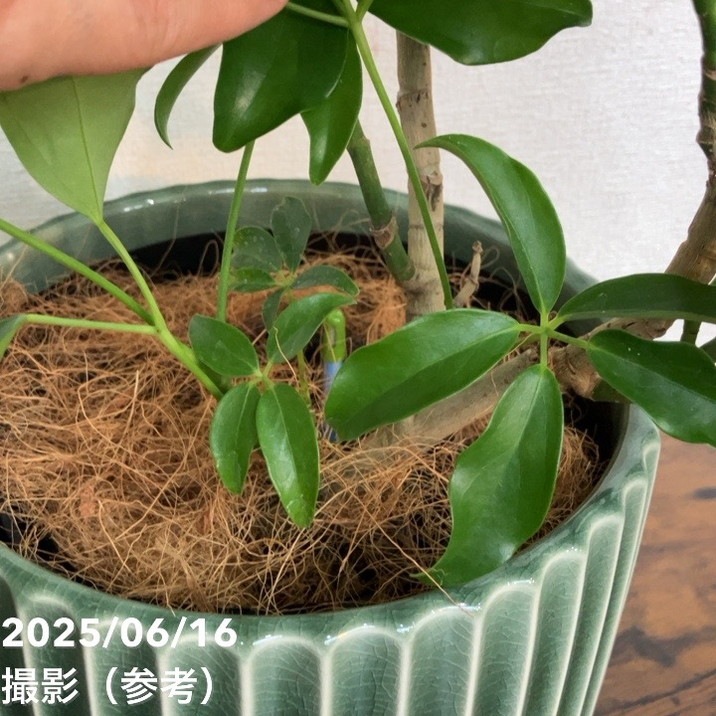 現品お届け】赤塚オリジナルインテリアグリーン シェフレラ グラン