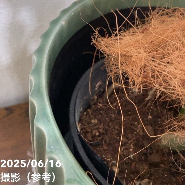 現品お届け】赤塚オリジナルインテリアグリーン シェフレラ グラン