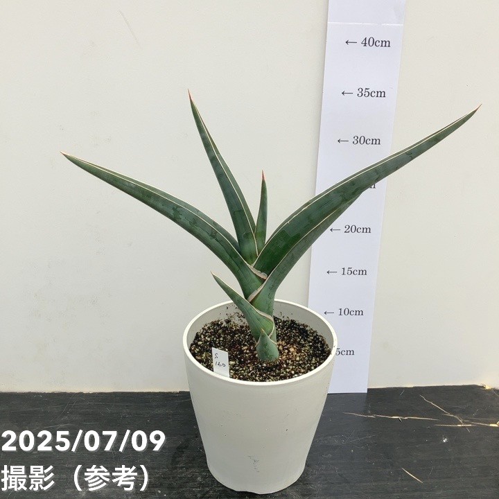 期間限定10％OFF！】【現品お届け】サンスベリア 5号 パウエル 白プラ