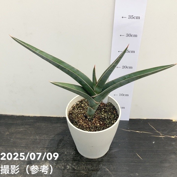 期間限定10％OFF！】【現品お届け】サンスベリア 5号 パウエル 白プラ