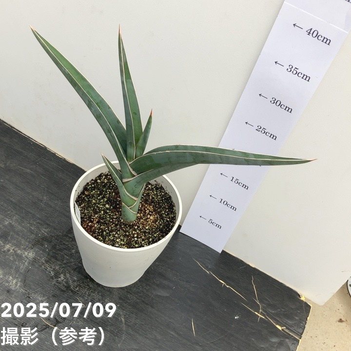 期間限定10％OFF！】【現品お届け】サンスベリア 5号 パウエル 白プラ