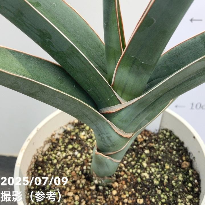 現品お届け】サンスベリア 5号 パウエル 白プラ鉢仕様（S160）｜観葉02