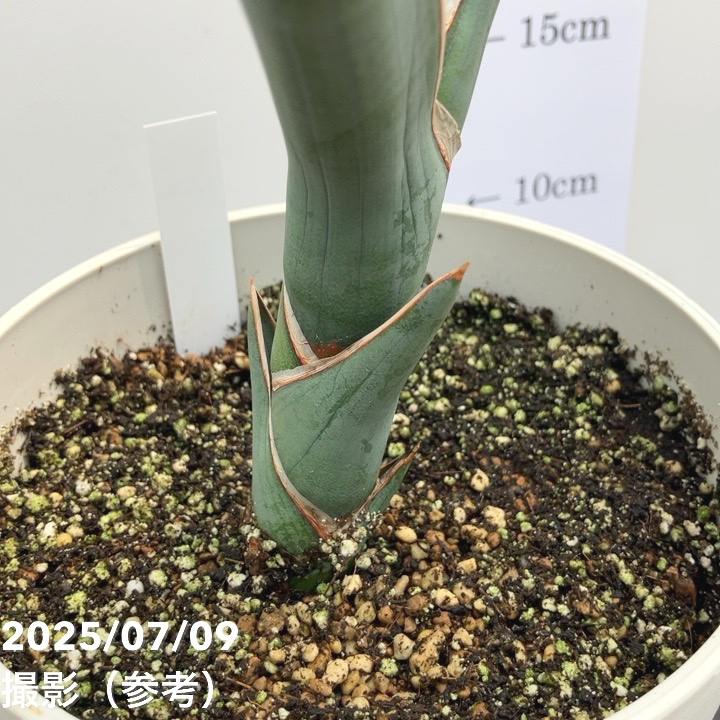 現品お届け】サンスベリア 5号 パウエル 白プラ鉢仕様（S160）｜観葉02