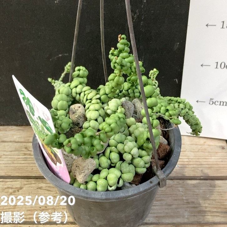 サンスベリア ドラゴンジェイド 斑入り 子株付き 【公式通販】