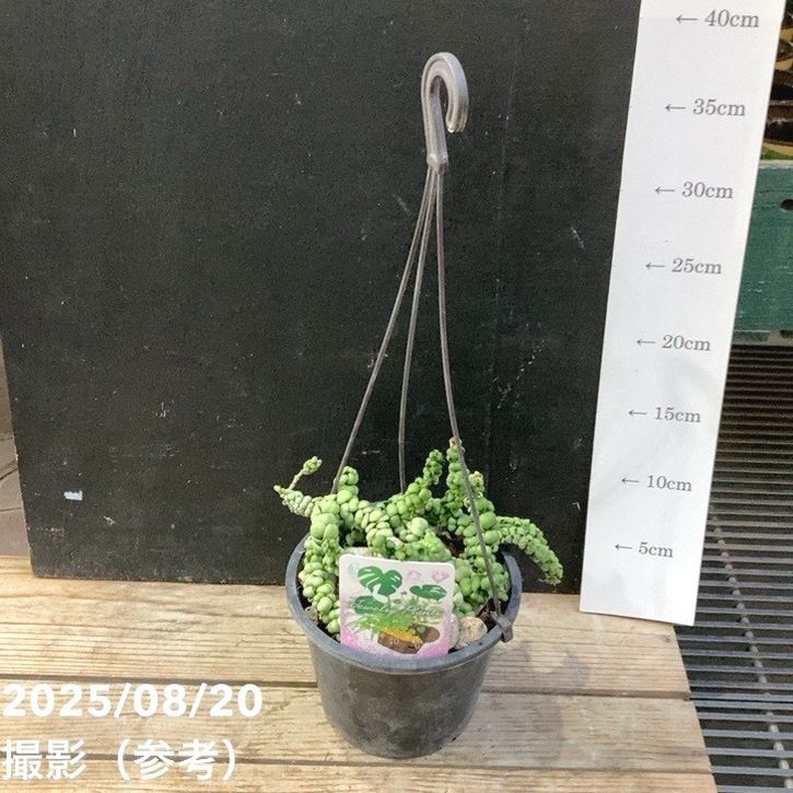 ディスキディア ドラゴンジェイド 5号吊り鉢｜観葉04-PA | 観葉・多肉
