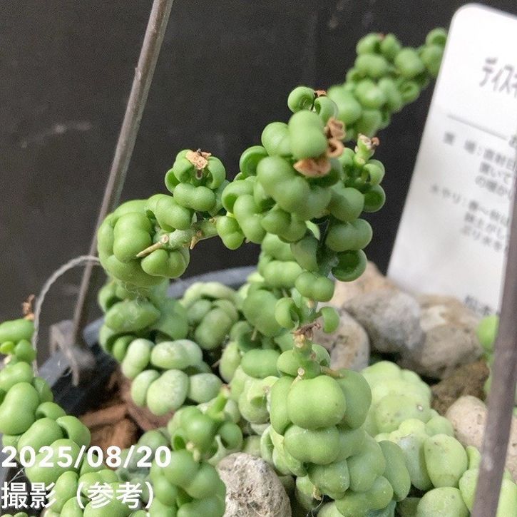 ディスキディア ドラゴンジェイド 5号吊り鉢｜観葉04-PA | 観葉・多肉