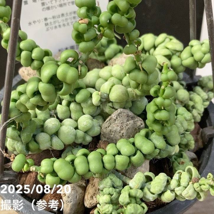 ディスキディア ドラゴンジェイド 5号吊り鉢｜観葉04-PA | 観葉・多肉