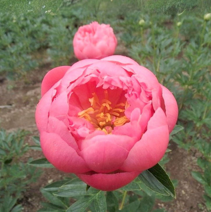 芍薬 シャクヤク 7号 ピンクハワイアンコーラル｜草花10-TU | 草花