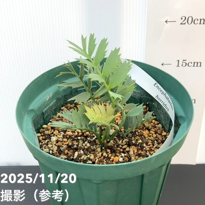 胞子 説明欄に販売種記載してます　コメント下さい 激レア！現品お届け】エンセファラルトス ホリダス（ヒメオニソテツ