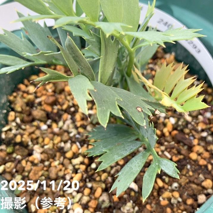 激レア！現品お届け】エンセファラルトス ホリダス（ヒメオニソテツ