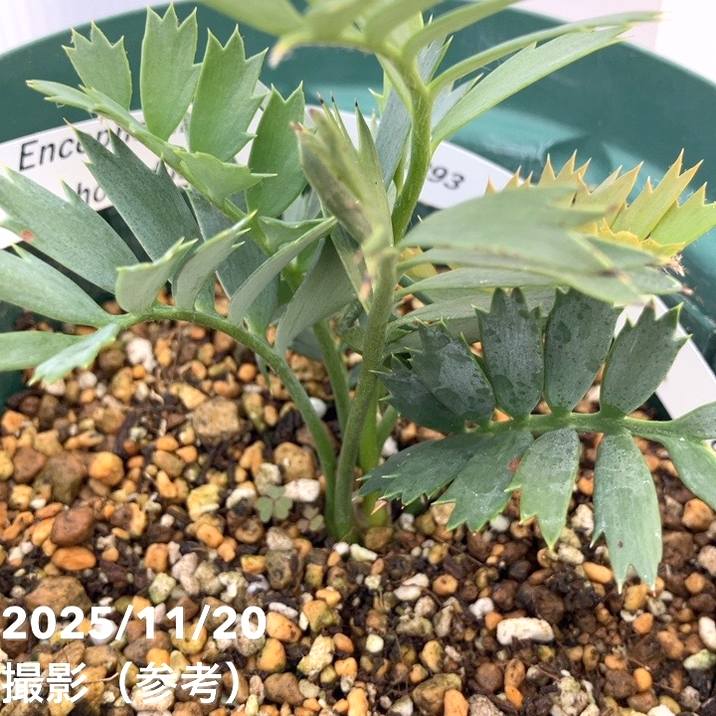 【激レア!現品お届け】エンセファラルトス ホリダス(ヒメオニソテツ) 5号ロングスリット鉢 240-004293|観葉01-D1