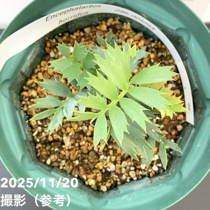 【激レア!現品お届け】エンセファラルトス ホリダス(ヒメオニソテツ) 5号ロングスリット鉢 240-004293|観葉01-D1